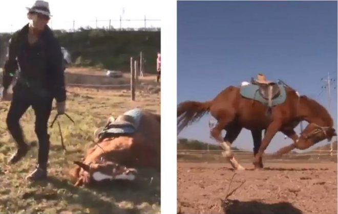 Лошадь показала пример, как уклониться от работы (ФОТО, ВИДЕО)