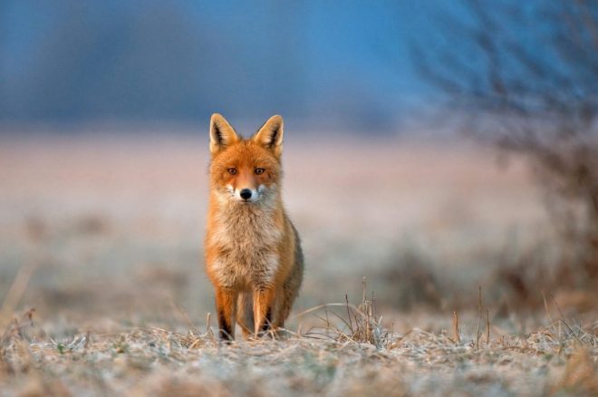 В селе в Ивано-Франковской области из-за бешеной лисы ввели карантин