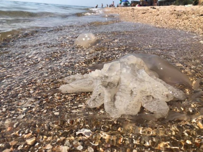 В Украине разрешили вылов медуз