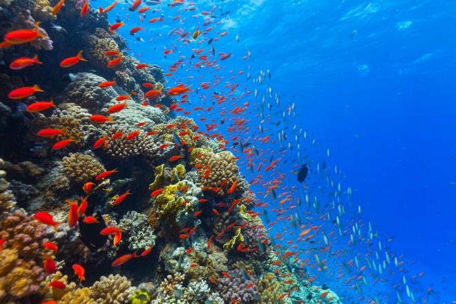 Мировой океан шестой год подряд нагревается рекордными темпами &#8211; ученые