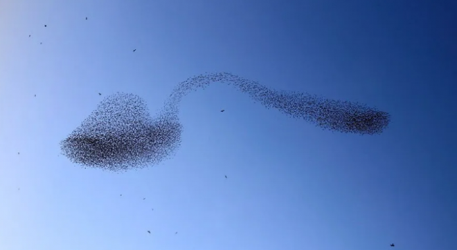 Птицы в небе показали «ложку с сахаром» (ФОТО)