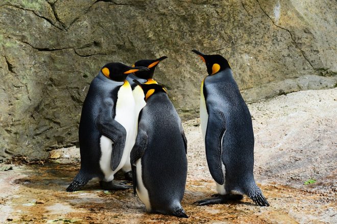 Ученые надели видеокамеру на пингвина: показали его охоту (ФОТО, ВИДЕО)
