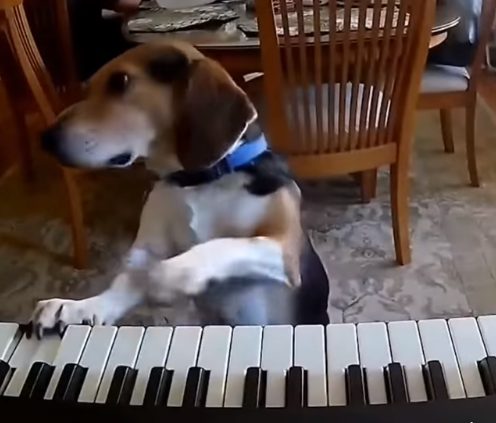 Собака стала на задние лапы и сыграла на пианино (ФОТО, ВИДЕО)