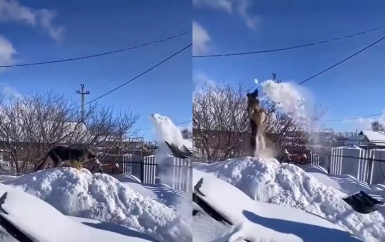 Собака устроила себе «снежный душ»: резвилась в сугробе (ФОТО, ВИДЕО)
