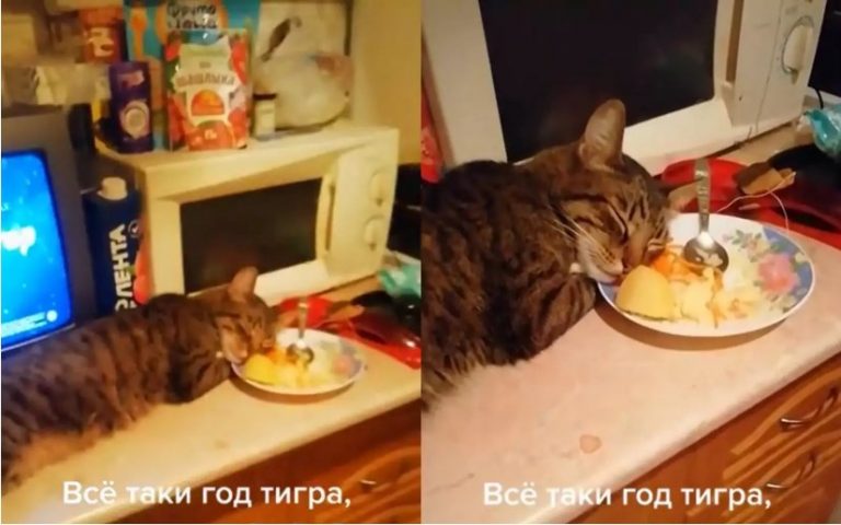 «Тигру больше не наливать»: кот утомился и заснул прямо в тарелке с салатом (ФОТО, ВИДЕО)