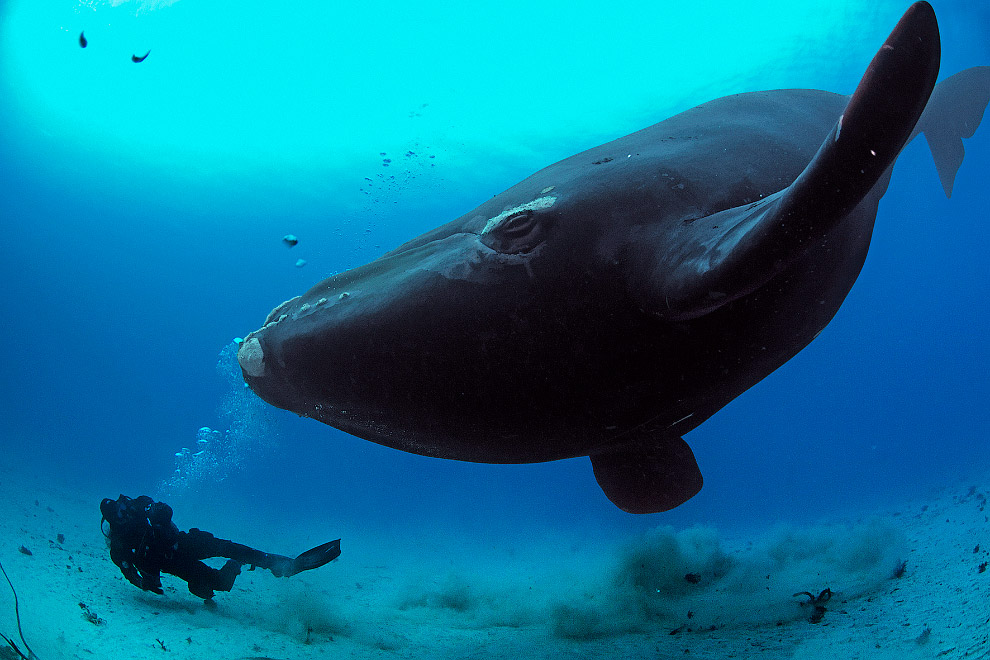 19 февраля отмечается Всемирный день защиты морских млекопитающих
