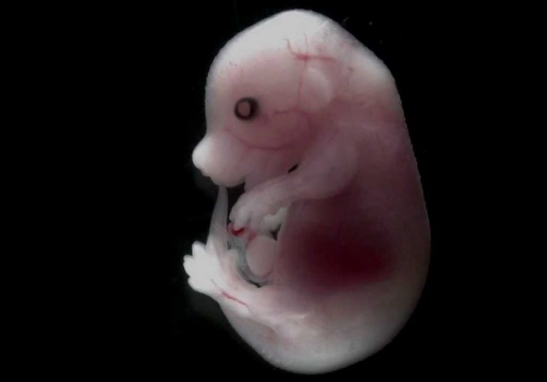 В Китае разработали систему для поддержки эмбриона в искусственной матке