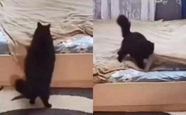 «Настоящая хозяйка»: кошка поправила одеяло после себя и поразила аккуратностью (ФОТО, ВИДЕО)
