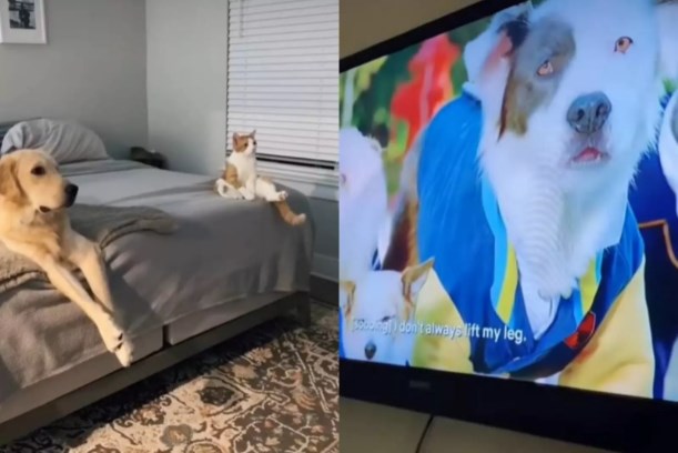 Кот и пес устроили совместный киносеанс о своих сородичах (ФОТО, ВИДЕО)