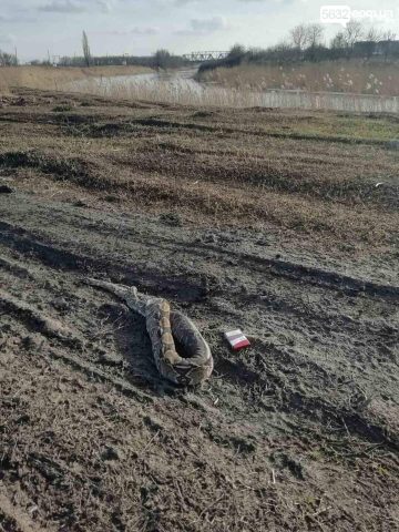 В Павлограде нашли мертвую экзотическую змею (ФОТО)