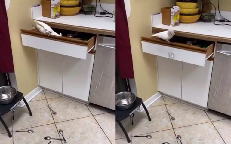 «Навел суету»: попугай провел инвентаризацию на кухне (ФОТО)