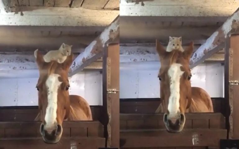 «Славные друзья»: котенок на голове у лошадки покорил зрителей (ФОТО, ВИДЕО)