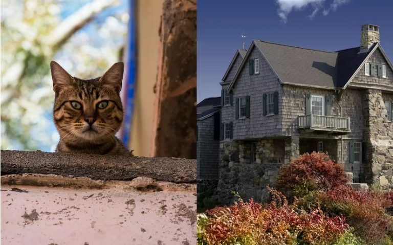 Странное поведение кота позволило раскрыть тайну старого дома (ФОТО)