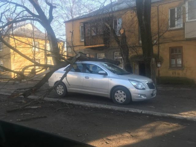 В Днепре ветер повалил дерево на припаркованную машину (ФОТО) 