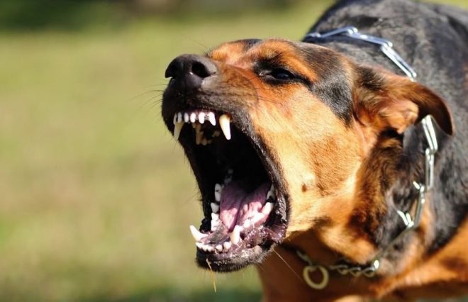 В Днепре два бойцовских пса напали на прохожую и ее собаку (ВИДЕО)
