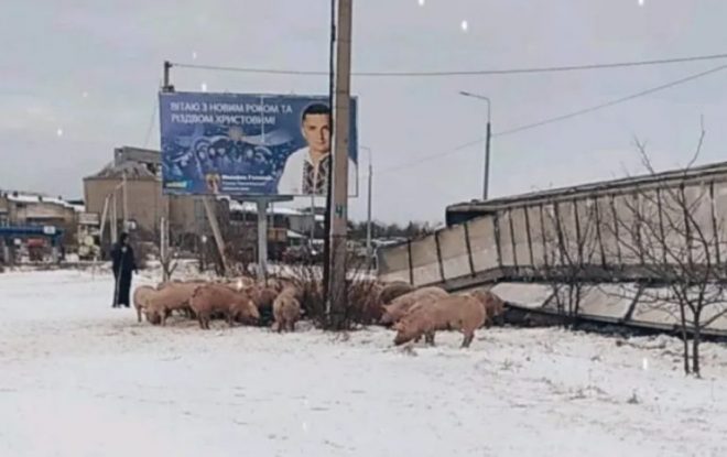 В Тернопольской области – ДТП с фурой со свиньями: выжившие животные выбежали на трассу (ФОТО)