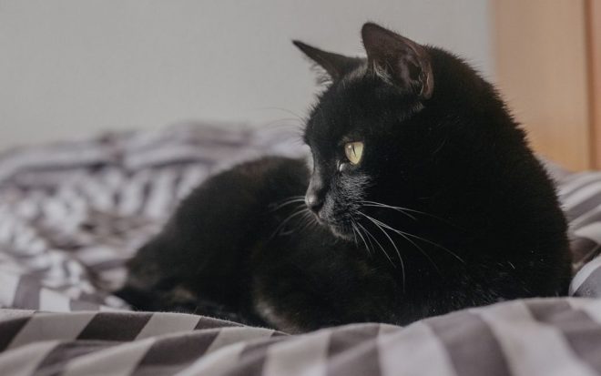 В США пропавшую 6 лет назад кошку нашли благодаря микрочипу ветеринаров