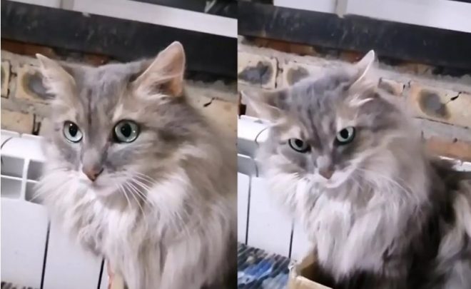 «Орел пушистый»: Кот очаровал своим грозным взглядом (ФОТО, ВИДЕО)
