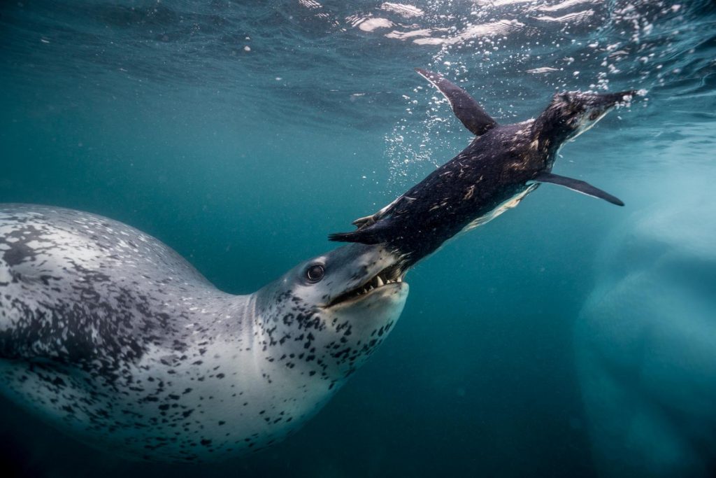 Полярники рассказали об «улыбке» морского леопарда (ФОТО)