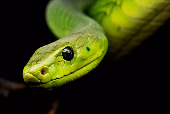 Матч остановили: На футбольное поле в Гватемале вылезла 1,5-метровая змея (ВИДЕО)