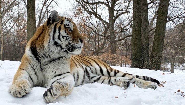 В ходе операции на сердце: В США умер тигр Путин
