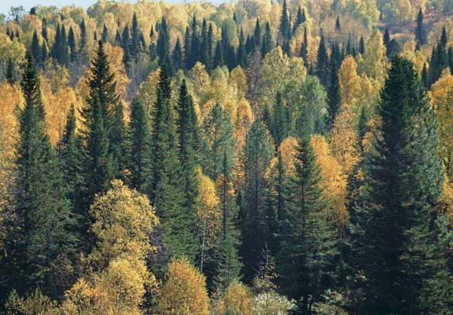 В Ровненской области запретили посещать леса