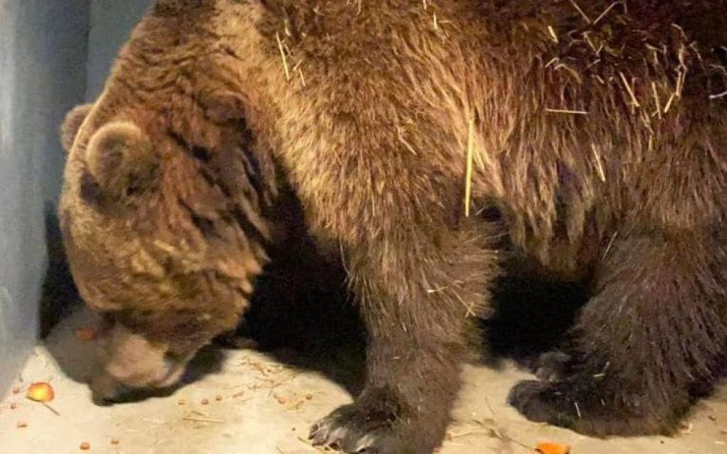 На Львовщине от войны спасли 7 медведей-переселенцев: привезли из окрестностей Киева (ФОТО)