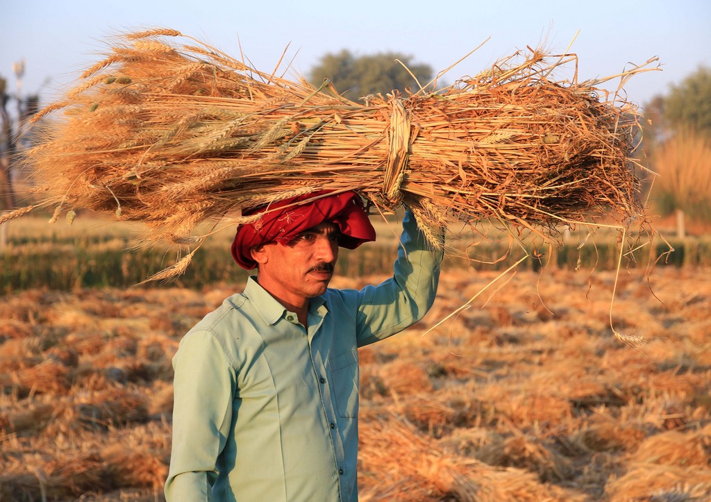 Индия запретила вывоз пшеницы