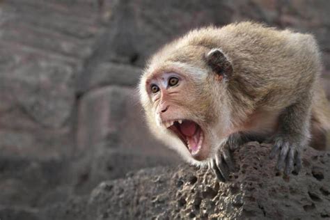 Эксперт ВОЗ озвучил версию вспышки обезьяньей оспы в Европе