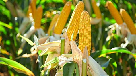 Урожай украинской кукурузы в текущем году может остаться в полях &#8212; эксперт