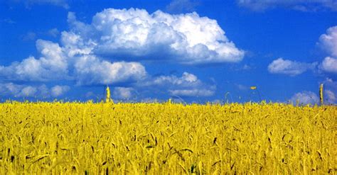 Сельхозугодья, подконтрольные Украине, сокращаются как &#8220;шагреневая кожа&#8221;