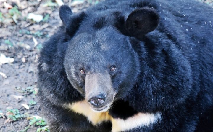 Ветеринары киевского зоопарка прооперировали старую медведицу.