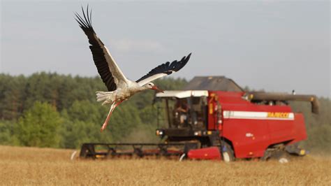 Беларусь не будет экспортировать зерно &#8211; министр сельского хозяйства и продовольствия