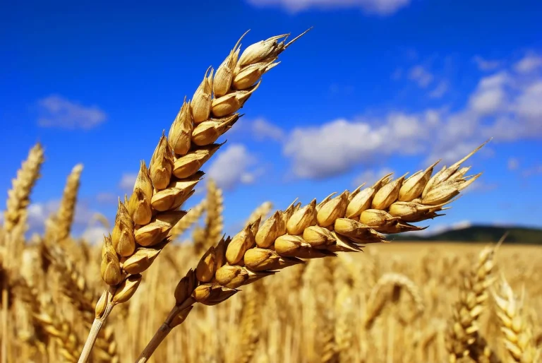 Россия планирует изменить маршрут вывоза зерна и продовольствия из Украины