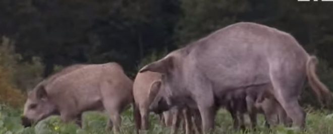 Пасутся в огородах: на Волыни &#8211; нашествие диких свиней (ФОТО)