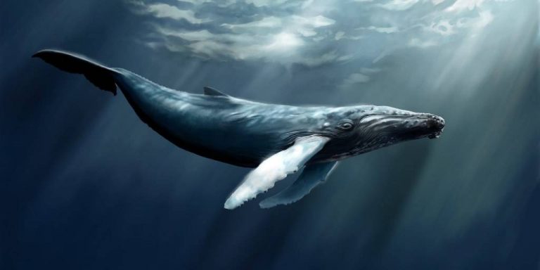 В Австралии на острове нашли погибших китов