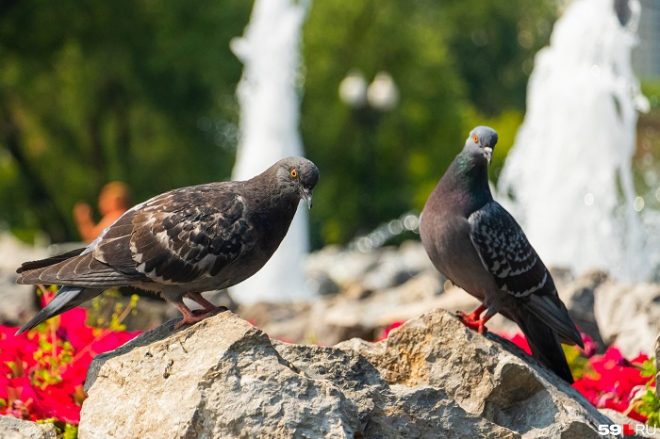 Отряды боевых птиц: китайские ученые научились управлять голубями