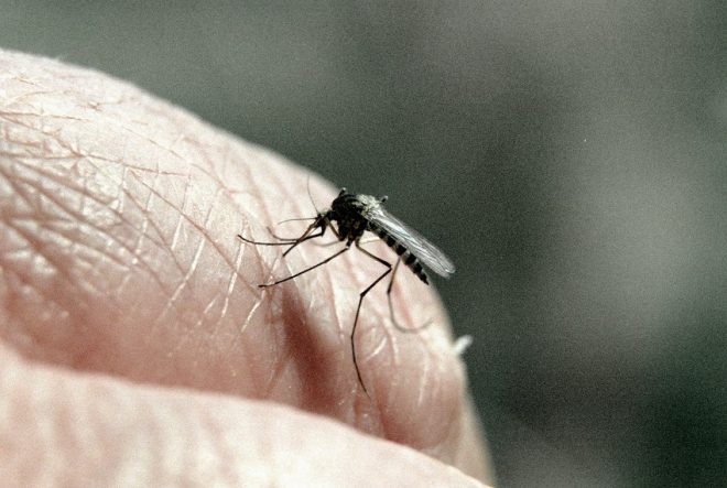 Во Вьетнаме &#8212; вспышка лихорадки денге: известно о более чем 100 погибших