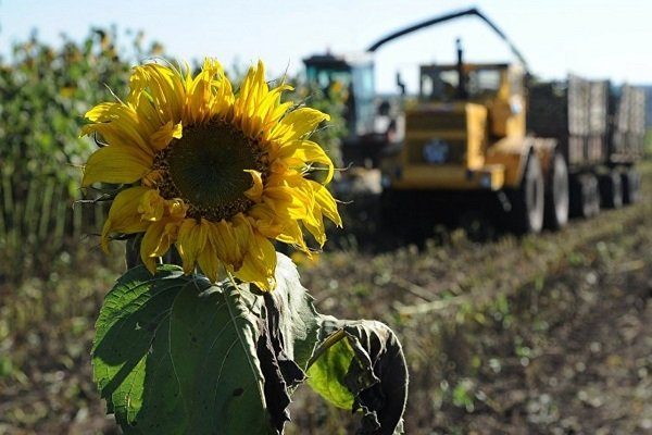 Из-за дождей в Украине сократился объем урожайности подсолнечника