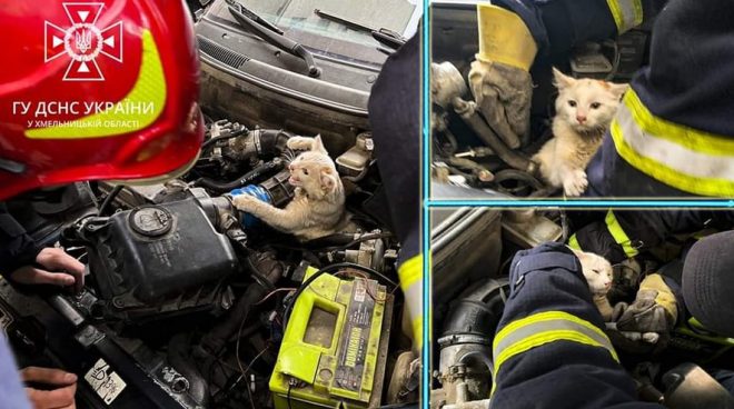 Житель Хмельницкого и сотрудники ГСЧС разобрали двигатель авто, спасая застрявшего кота