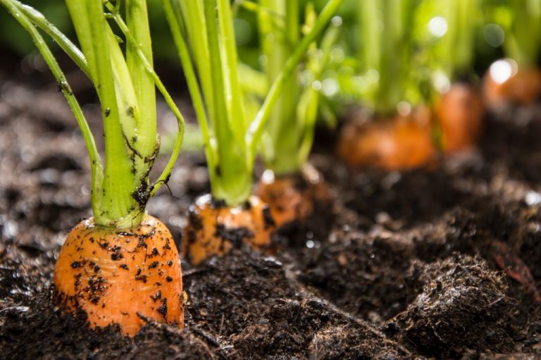 Посадите морковь перед зимой, чтобы получить ранний щедрый урожай