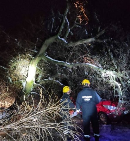 Из-за непогоды в Киеве деревья падали на авто