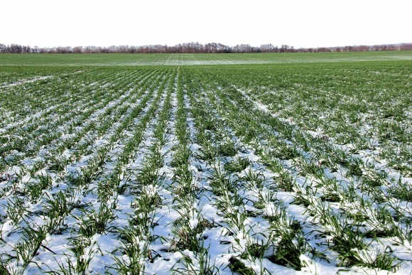 В Украине посеяли около 94% озимых зерновых