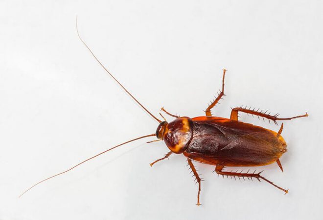 Китайские таможенники случайно нашли неизвестного науке таракана