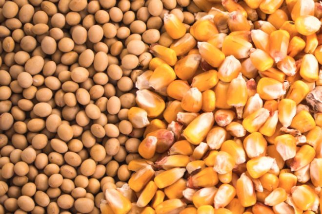 Для нужд ООН: суда с пшеницей, кукурузой и подсолнечным маслом для Афганистана вышло из украинского порта