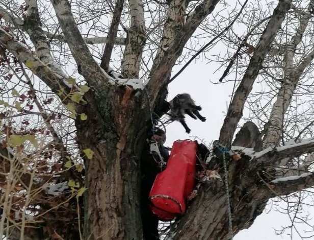 Хвост примерз к веткам дерева: В Киеве спасли кота, получившего обморожение
