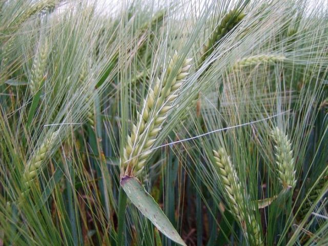 В 2023 году в Украине сократятся посевные площади пшеницы, ячменя и кукурузы: прогноз Минагрополитики