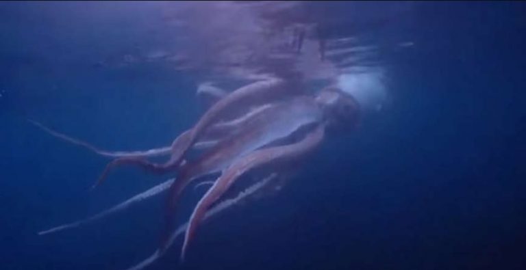 У побережья Японии обнаружили гигантского кальмара: удалось сделать снимок существа