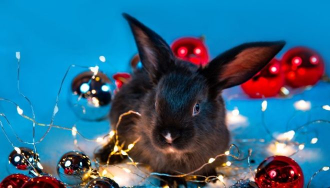 По восточному календарю сегодня начнется Год Черного водяного кролика: прогноз астролога