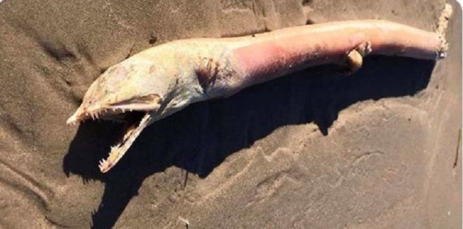 На пляж в Техасе выбросило 2-метровую рыбу без хвоста